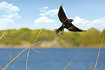 Birding Photo