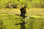 Birding Photo