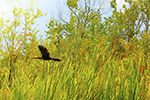 Birding Photo