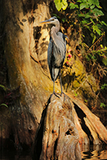 Birding Stock Photo