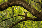 Birding Photo