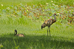 Birding Photo