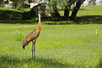 Birding Photo