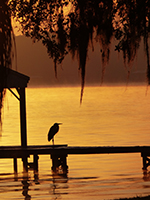 Birding Stock Photo