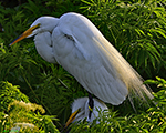 Birding Stock Photo