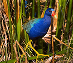 Birding Stock Photo