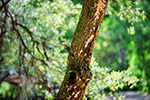 Birding Stock Photo
