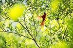 Birding Stock Photo