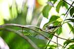 Birding Stock Photo