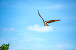 Birding Stock Photo