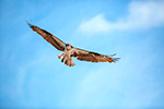 Birding Photo