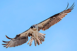 Birding Stock Photo