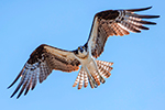 Birding Stock Photo