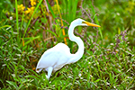 Birding Stock Photo