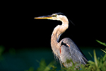 Birding Stock Photo