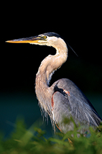 Birding Stock Photo