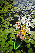 Ecotourism Stock Photo