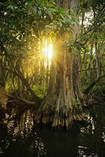 Ecotourism Stock Photo