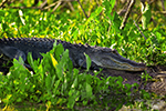Ecotourism Stock Photo