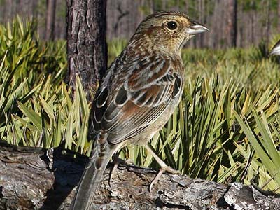 Bachman's Sparrow