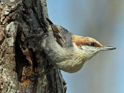 Brown-headed Nuthatch