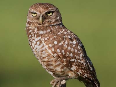 Burrowing Owl