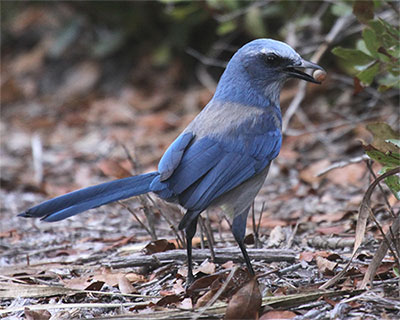 Florida Scrub-Jay found no where else in the world
