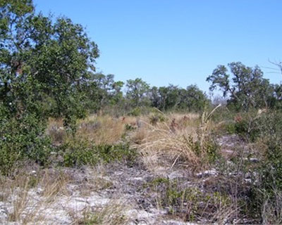 Florida Scrub-Jay habitat