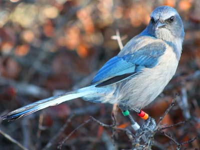florida scrub-jay