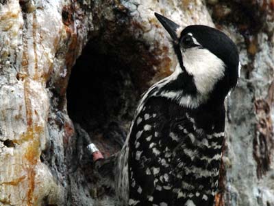 red cockaded woodpecker