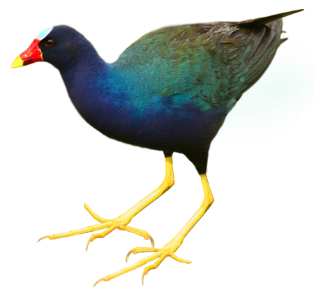 Gallinule