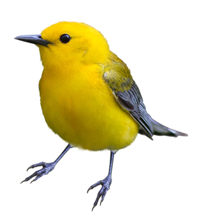 Prothonotary Warbler