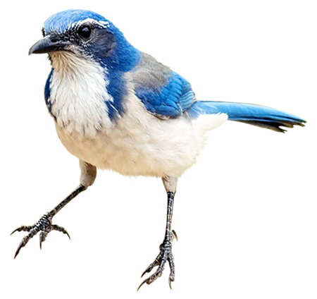Scrub Jay